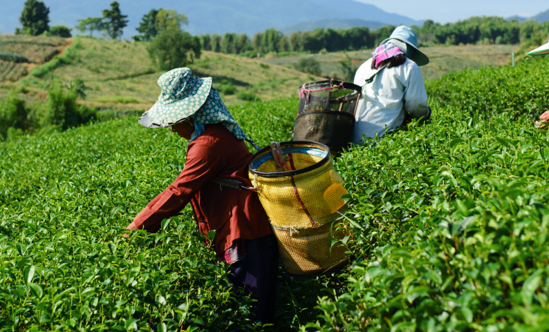 panorama gestión social